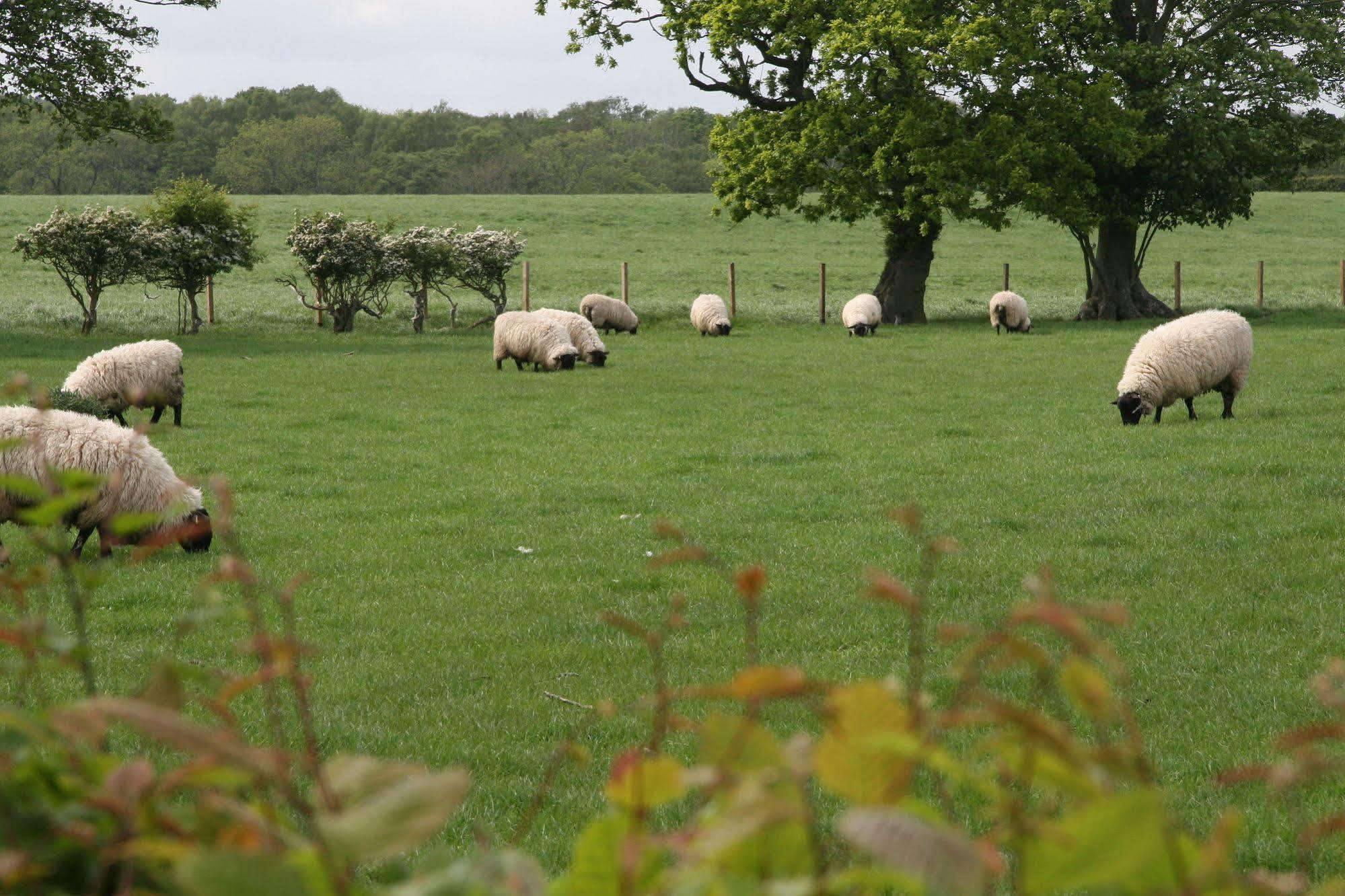 Northumberland Cottage B&B Acklington Εξωτερικό φωτογραφία